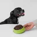 Is Cesar a Good Wet Dog Food-1