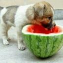 Can Dogs Eat Watermelon-3