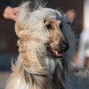 Afghan Hound