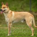 Carolina Dog