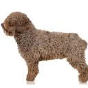 Spanish Water Dog Photo