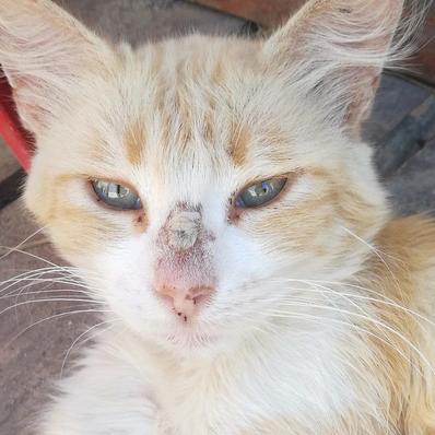 Cat Acne - Signs, Causes and How To Treat It Image
