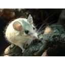 Spiny Mouse