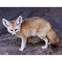 Fennec Fox