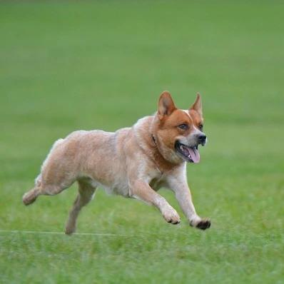 Australian Cattle Dog Image