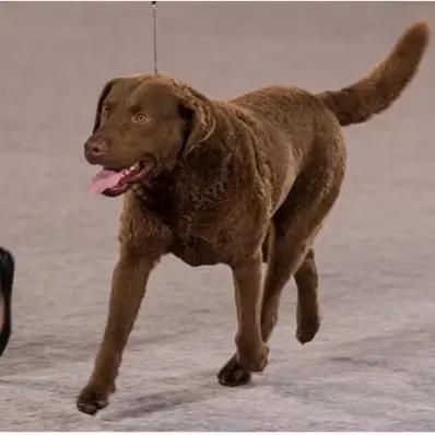 Chesapeake Bay Retriever Image