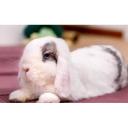 Mini Lop