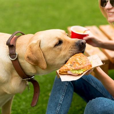 Can Dogs Eat Spicy Food? Image