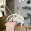 African Pygmy Hedgehog-3