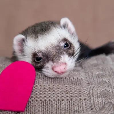 Sable Ferret Image