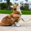 How to Leash Train a Dog