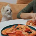 Can Dogs Eat Shrimp-1