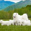 Samoyed Puppies