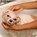 Yeast Infection in Dogs