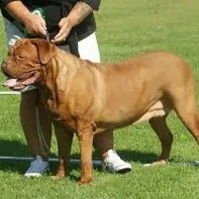 Dogue de Bordeaux Image