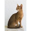 abyssinian cat-4