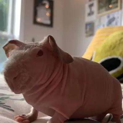 Skinny Pig Image