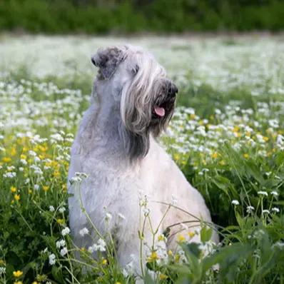 Soft-Coated Wheaten Terrier Image