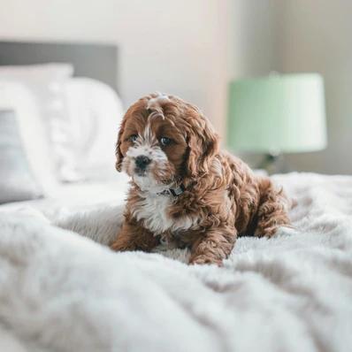 Cavapoo Image