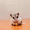 Chinese Hamster-3