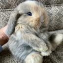 Holland Lop-3