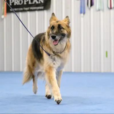 Shiloh Shepherd Image