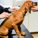 Parvovirus in Dogs-2