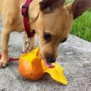 Can Dogs Eat Mango-1