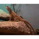Rankin's Dragon