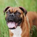 Hypothyroidism in Dogs-3