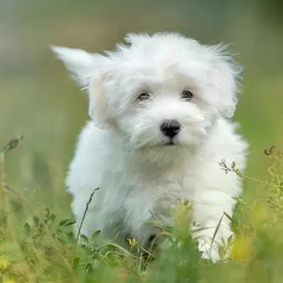 Coton de Tulear Image