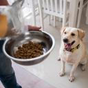 Is Purina Pro Plan a Good Dog Food-1