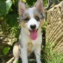 Aussiepom Mix Breed