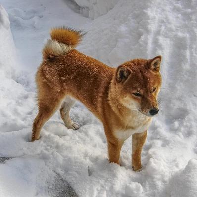 Shiba Inu Image