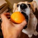 Can Dogs Eat Oranges-1