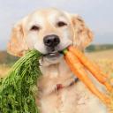 Can Dogs Eat Carrots-2