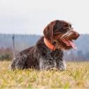 Wirehaired Pointing Griffon