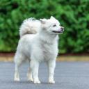 American Eskimo