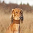 Saluki picture