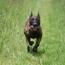 Dutch Shepherd Dog Breed