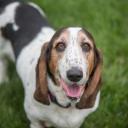 Basset Hounds