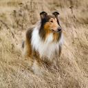 Collie