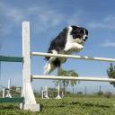 Border Collie Dog