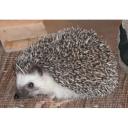 African Pygmy Hedgehog