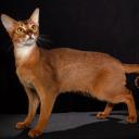 abyssinian cat-2