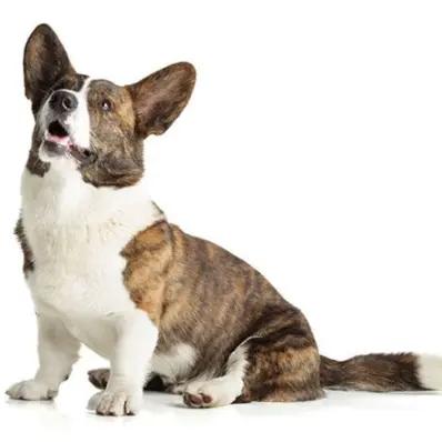 Cardigan Welsh Corgi Image