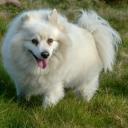 American Eskimo Photo