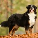 Bernese Mountain Dog Breed