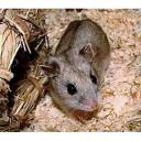 Chinese Hamster