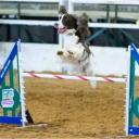 Dog Agility Training